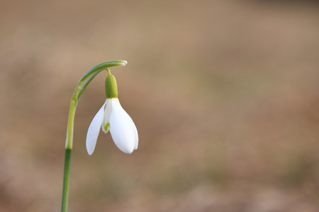 雪花莲春天