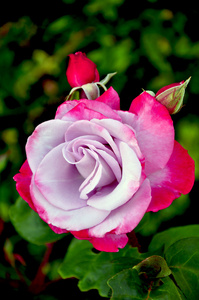 粉红色和淡紫色的玫瑰花朵