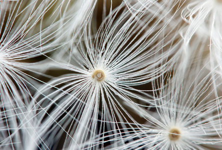 dandelion.macro 的种子。极端特写