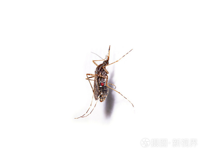 蚊子产卵孤立在白色的背景