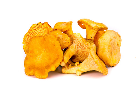 秋天的鸡油菌蘑菇
