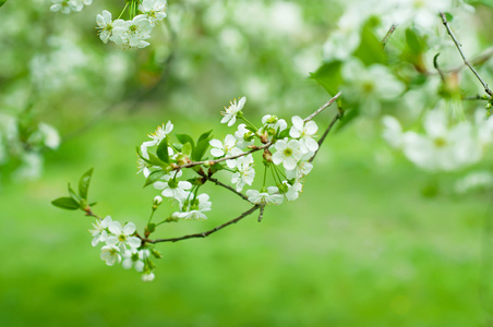 樱桃花