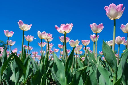 郁金香花