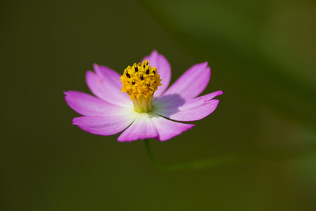 粉红色的花