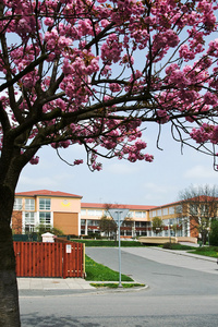 小学与 litovel 棵开花的树新的大厦