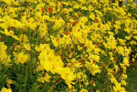 在花园里的波斯菊花海