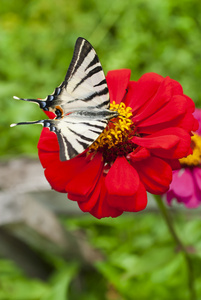 降落在花朵上的蝴蝶