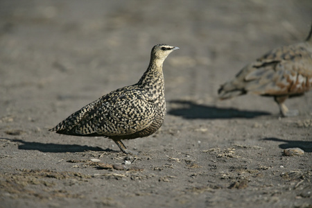 黄喉沙鸡，pterocles gutturalis