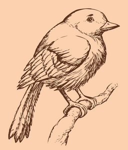 矢量绘图的一系列素描鸟。欧洲知更鸟