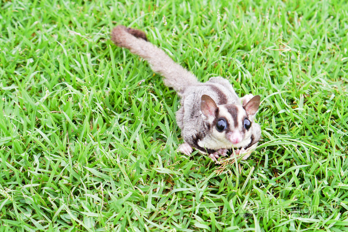 3860*2576px发票合同问题/女性糖滑翔机蜜袋鼯sugarglider 爬在树上