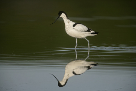 avocet recurvirostra avosetta