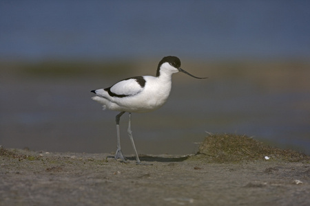 avocet recurvirostra avosetta