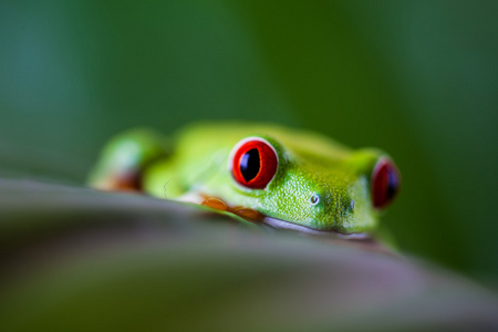 美丽多彩的青蛙