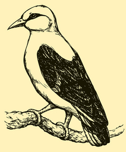 矢量绘图的一系列素描鸟。欧亚金黄鹂