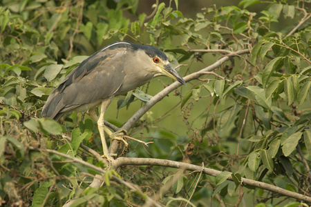 黑冠夜鹭 nycticorax nycticorax