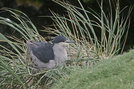 黑冠夜鹭 nycticorax nycticorax