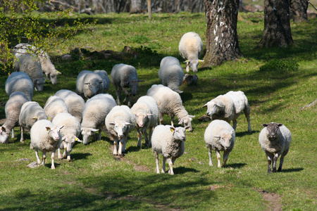 羊在草地上吃草moutons paissant sur herbe