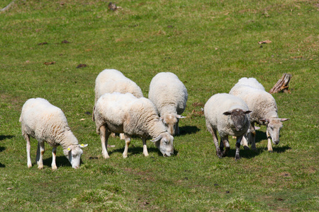 羊在草地上吃草moutons paissant sur herbe