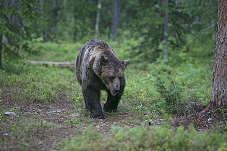 欧洲棕色的熊，熊山