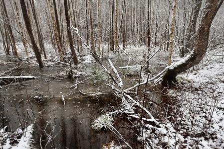 森林沼泽景观中的第一场雪