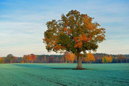 多彩棵孤独的树在秋天的字段中
