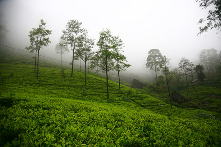 在斯里兰卡的茶叶种植园