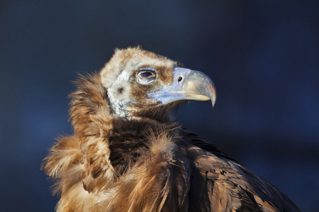 cinereous 秃鹫 秃鹫 也被称为是黑美洲鹫 和尚雕或欧亚黑美洲鹫