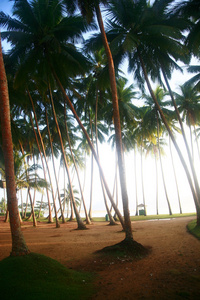 棕榈树 卡卢特勒海滩 斯里兰卡