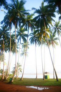 棕榈树 卡卢特勒海滩 斯里兰卡