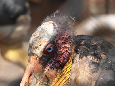 丑鸟图片-丑鸟素材-丑鸟插画-摄图新视界