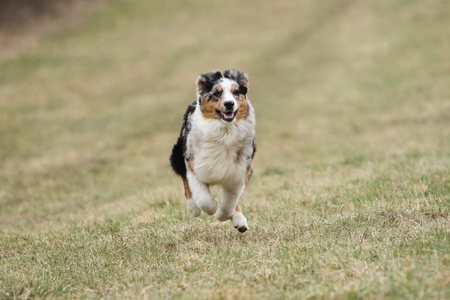 澳大利亚牧羊犬运行