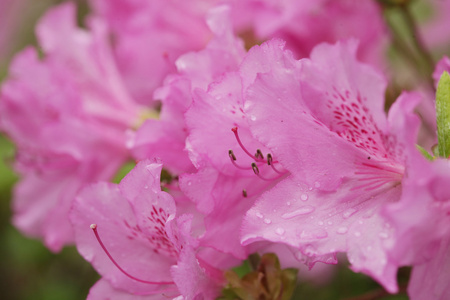 在花园里美丽的粉红色花朵