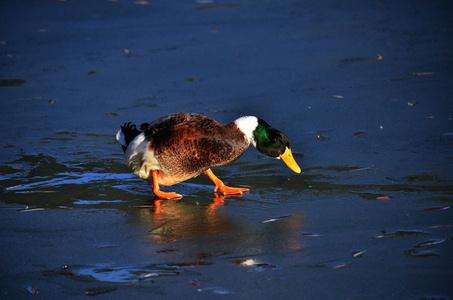鸭子在冰上的行走有界湖