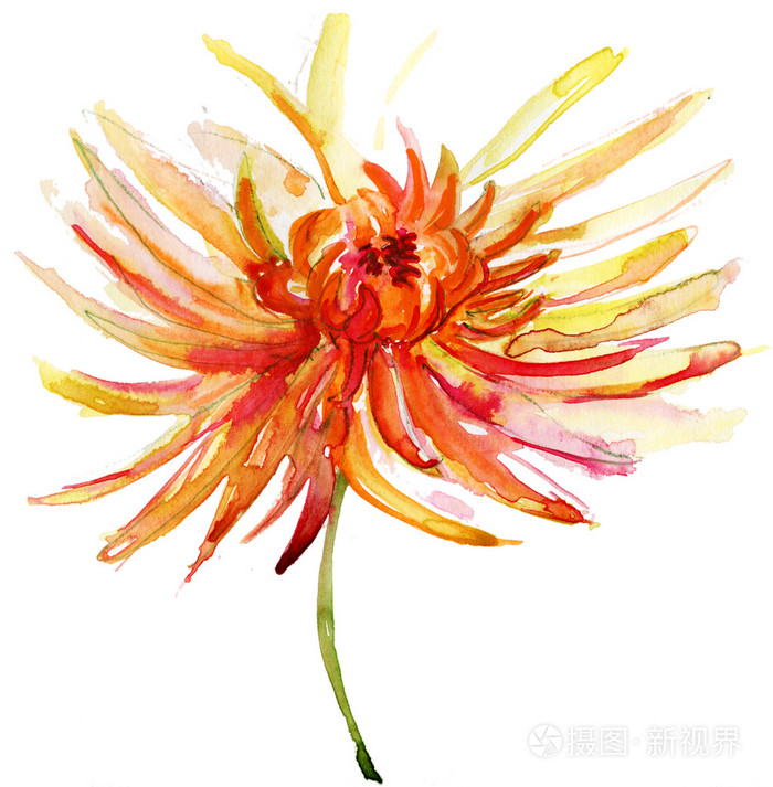 与美丽的菊花水彩插图