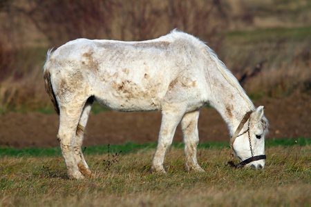 草地上吃草的白马