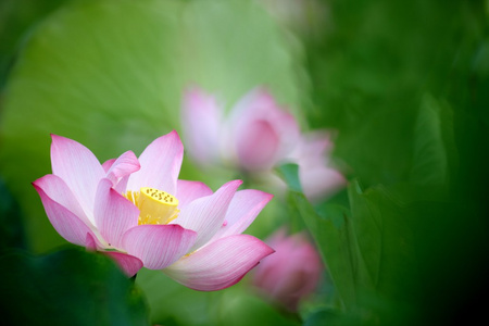 粉红色莲花与漂亮的背景