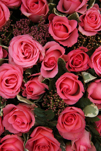skimmia 和粉红色玫瑰婚礼安排