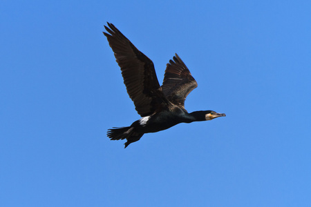 Phalacrocorax Carbo