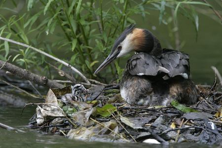 大朱鹮鷉，podiceps cristatus