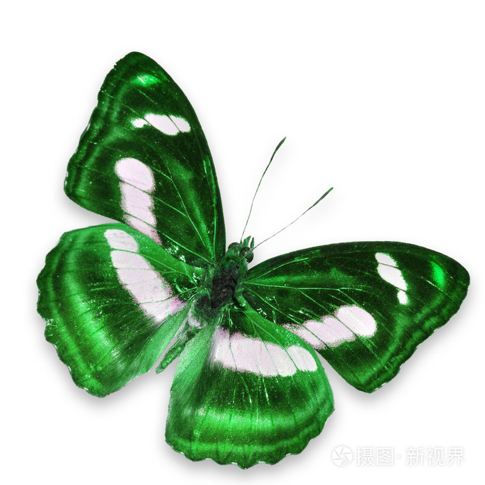 绿色蝴蝶