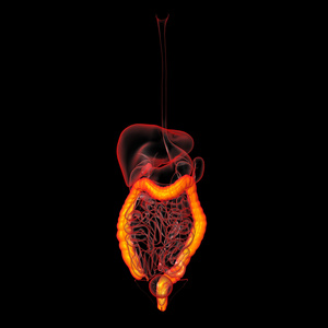 人体消化系统大肠前视图
