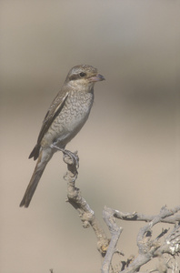 牠伯劳鸟，伯劳 isabellinus