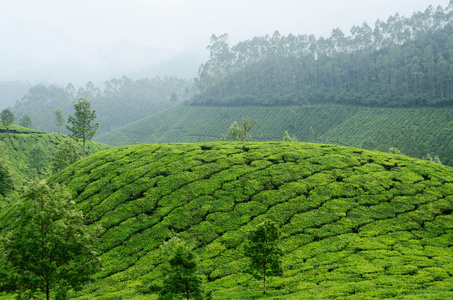 慕那尔高地，印度喀拉拉邦，西高止山脉，绿色茶园