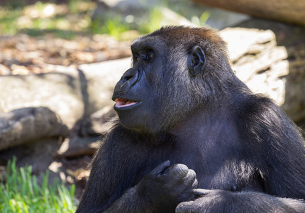 在动物园里的大猩猩的侧视图图片