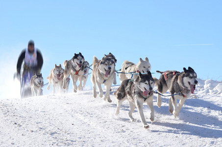 主人在冬天躲在雪橇在雪地上拉雪橇狗赛跑