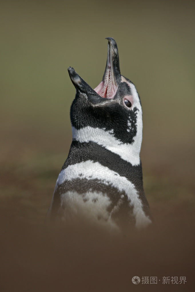 magellanic,chinstrap 麦哲伦企鹅spheniscusmagellanicus