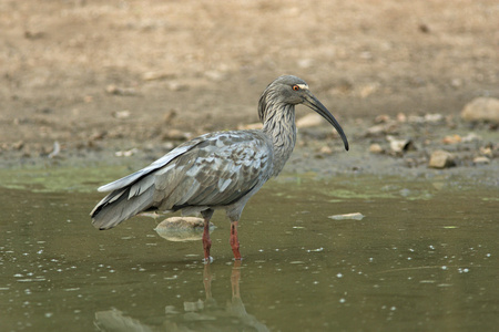 铅色宜必思酒店，theristicus 来源插画