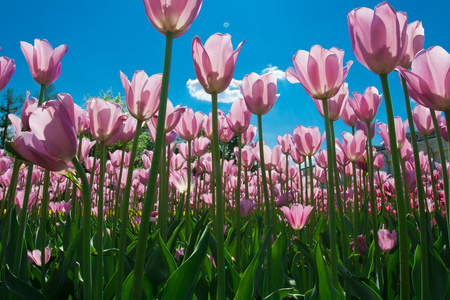 郁金香花