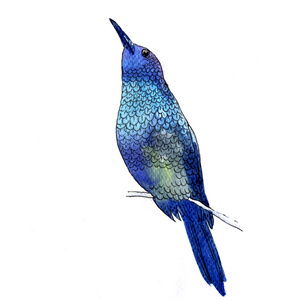 水彩画式矢量图的美丽的蓝鸟