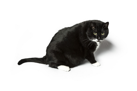 寻找晶须忠实的猫孤立黑色豁免的家猫只宠物猫咪小猫的叫声